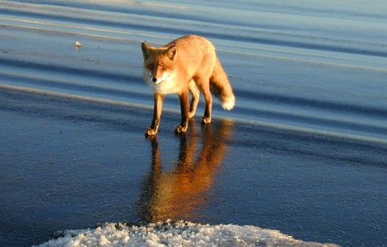 fox153.jpg
