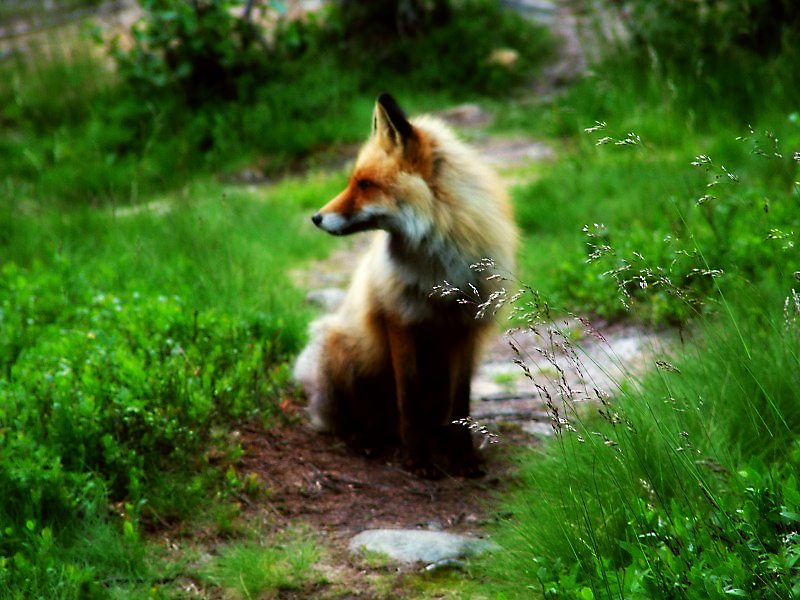 fox87559.jpg